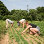 New York launches tariff relief program for farmers