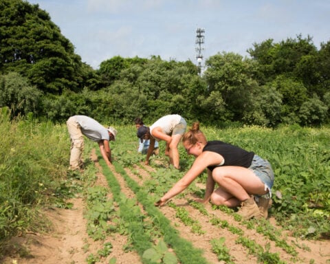 New York launches tariff relief program for farmers