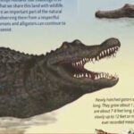 Alligator bites, kills woman swimming in the Little Big Econ River, FWC says