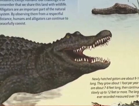 Alligator bites, kills woman swimming in the Little Big Econ River, FWC says