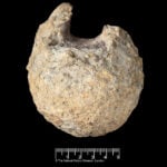A rare dinosaur fossil from Antarctica is found tucked away in a drawer