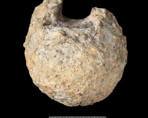A rare dinosaur fossil from Antarctica is found tucked away in a drawer