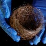 Bird nests of fibre-optic cables show war's impact on Ukraine