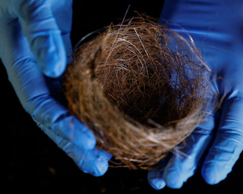 Bird nests of fibre-optic cables show war's impact on Ukraine