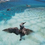 A marine heat wave caused seabird deaths off California. El Nino could worsen the die-off