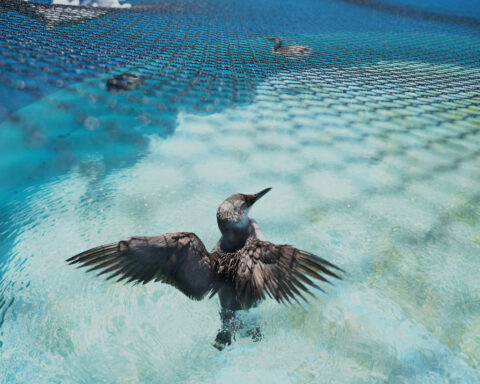 A marine heat wave caused seabird deaths off California. El Nino could worsen the die-off