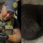 Baby mink rescued from Sonoma County backyard