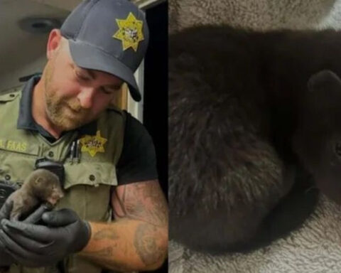Baby mink rescued from Sonoma County backyard