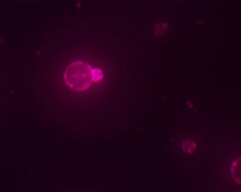 Scientists say they have built a cell from scratch for the first time