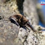 Canadian boy, 11, died from rabies after waking up with bat on his mouth