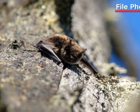 Canadian boy, 11, died from rabies after waking up with bat on his mouth