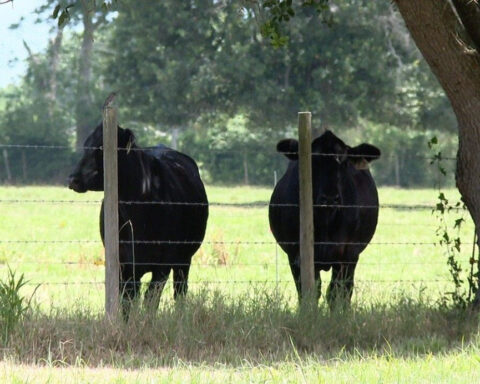 Extreme heat tests cattle, but preparation helps producers stay ahead