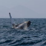 Sightings of humpback whales surge in Rio de Janeiro, fueling demand for whale-watching trips
