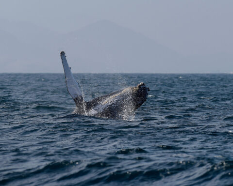 Sightings of humpback whales surge in Rio de Janeiro, fueling demand for whale-watching trips