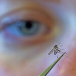 CDC urges people to prevent mosquito bites as West Nile virus season hits a strong, early start