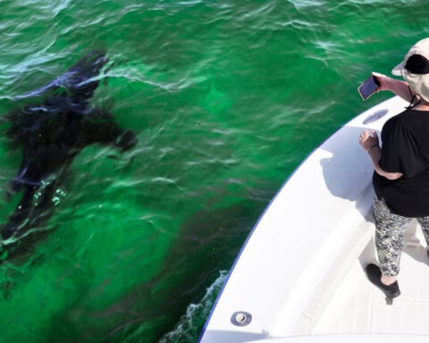 Shark attack on Alabama teen inspires the start of a national alert system
