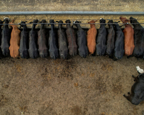 US beef prices stay red-hot for summer cookouts