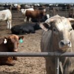 USDA reports unusually large US beef export sales, raising doubts over data