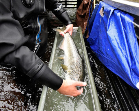 Trump administration aims to cut regulations on US commercial fishing