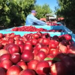 'They left me no other option': Reedley farmer gives 125,000+ pounds of nectarines away amid lawsuit
