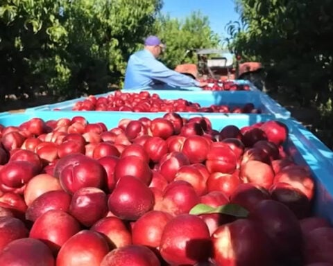 'They left me no other option': Reedley farmer gives 125,000+ pounds of nectarines away amid lawsuit