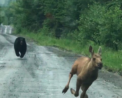 Maine couple spots a bear chasing a moose calf and helps it escape