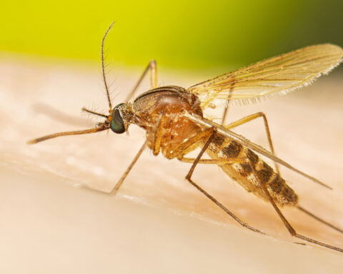 Early, intense West Nile season may signal a severe year for the mosquito-borne illness, CDC says