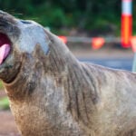 Australian officials ask fans to respect the privacy of Neil, a 1-ton seal who respects nothing