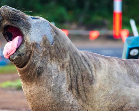 Australian officials ask fans to respect the privacy of Neil, a 1-ton seal who respects nothing