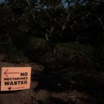 California farmer and food marketer spar over who can sell white nectarines