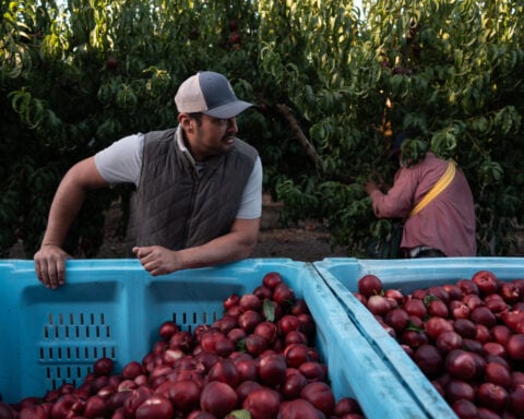 California farmer and food marketer spar over who can sell white nectarines