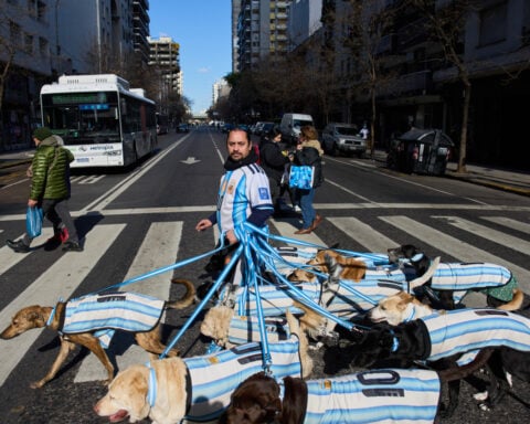 Puppy love as dog walker turns his pack of 13 into Argentina jersey-clad World Cup followers