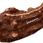 Hobbit-like humans may have scavenged Komodo dragons’ leftovers to survive