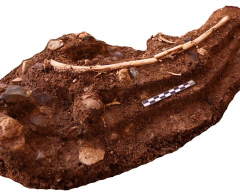 Hobbit-like humans may have scavenged Komodo dragons’ leftovers to survive