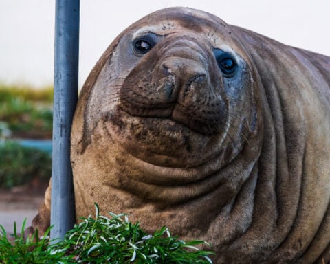 Australian officials ask fans to respect the privacy of Neil, a 1-ton seal who respects nothing