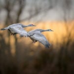 Climate change means an earlier spring, which can be disorienting and threatening for migrating birds