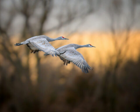 Climate change means an earlier spring, which can be disorienting and threatening for migrating birds