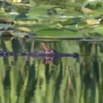 Alligator attack leaves 11-year-old boy without dominant right hand