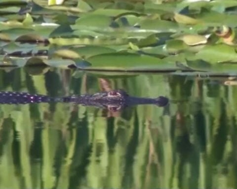 Alligator attack leaves 11-year-old boy without dominant right hand