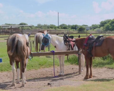 New World screwworm confirmed in South Texas, prompting Flour Bluff hobby farm to take action