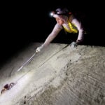 Taiwan's migrating crab population rebounds thanks to safer road crossings