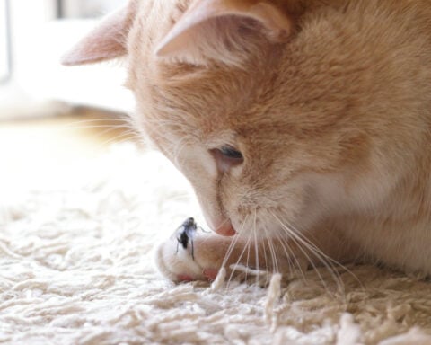 Beyond birds and mice, free-ranging cats eat a surprising number of insects