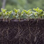Fertilizers carry a hidden cost for soil’s crucial microbes – using less as prices rise might pay off for farms in unexpected ways