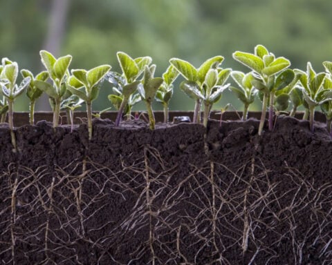 Fertilizers carry a hidden cost for soil’s crucial microbes – using less as prices rise might pay off for farms in unexpected ways