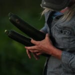Specialty farmers adapt harvests, protect crops in face of extreme heat
