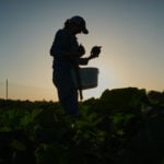 Specialty farmers adapt harvests, protect crops in face of extreme heat