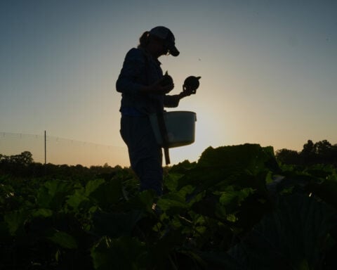 Specialty farmers adapt harvests, protect crops in face of extreme heat