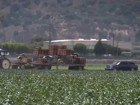Monterey County farmers battle pests, rising costs and changing wine demand in crop report