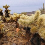 Cacti spines, snake fangs, snail love darts – oh my! How function drives the evolution of nature’s puncture tools