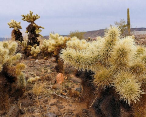 Cacti spines, snake fangs, snail love darts – oh my! How function drives the evolution of nature’s puncture tools